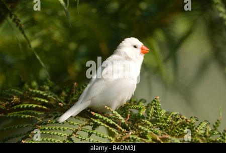 White Zebra Finch captif Taenopygia guttata Banque D'Images