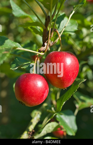 Malus pumila Dartmouth pomme fruit mûr en Septembre Banque D'Images