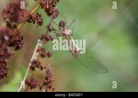 Jardin Araignée Araneus diadematus se nourrissant d'une grue-fly pris dans son site web Banque D'Images