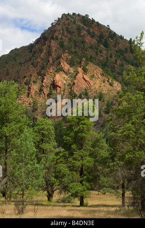 Pins indigènes australiens sur Rocky Ridge Banque D'Images