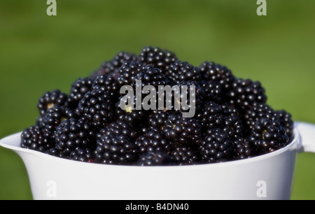 Maison fraîchement cueillies mûres de ronce/ Banque D'Images