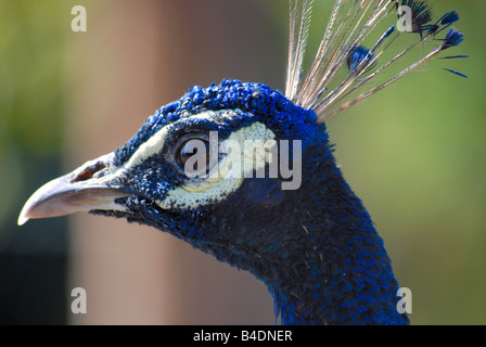 Close up image d'un paon bleu Banque D'Images