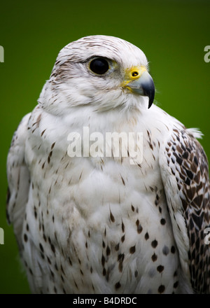 Gyr Falcon, Falco rusticolus, le plus grand vrai pèlerin espèce dans le monde. Banque D'Images