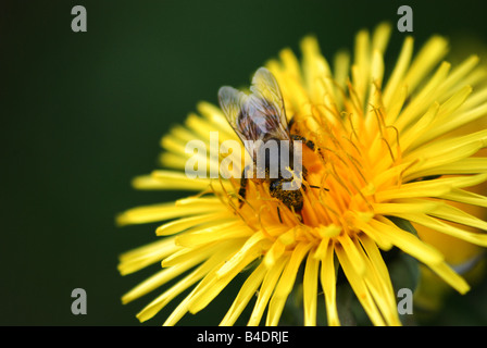 Photo macro d'Abeille sur Fleur Dandilion isolés contre fond vert Banque D'Images