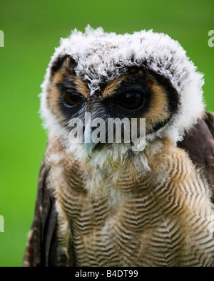 Bois de Malaisie, Owl Strix Leptogrammica. Banque D'Images