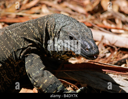 Le Goanna australienne Banque D'Images