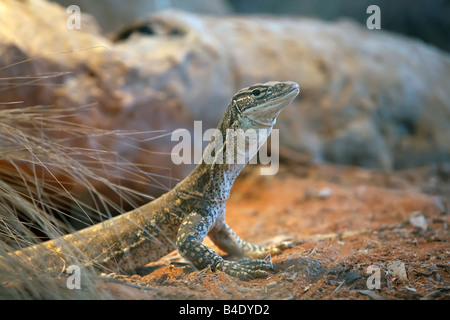 Le Goanna australienne Banque D'Images