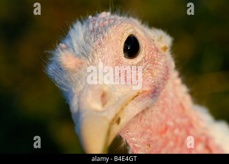 Stock photo d'une tête de dindes domestiques blanc Banque D'Images