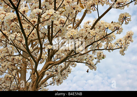 Arbre à trompettes blanc [Tabebuia Pallida] en fleur Banque D'Images