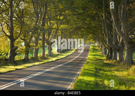 Avenue de hêtres la ligne B3082 sur la route de Kingston Lacey Estate Dorset Angleterre Banque D'Images