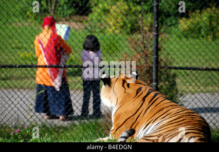 Deux visiteurs étudier une carte de la zoo de Toronto tout en étant regardé par un tigre de Sibérie. Banque D'Images