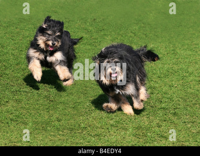 Deux heureux chiens qui courent sur l'herbe Banque D'Images