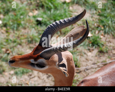 Close up d'un gerenuk (litocranius walleri) Banque D'Images