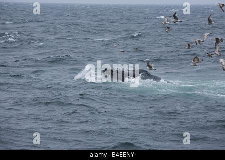 Un humpback whale breaching avec sa bouche pleine de poissons et l'eau de mer comme il se nourrit Banque D'Images