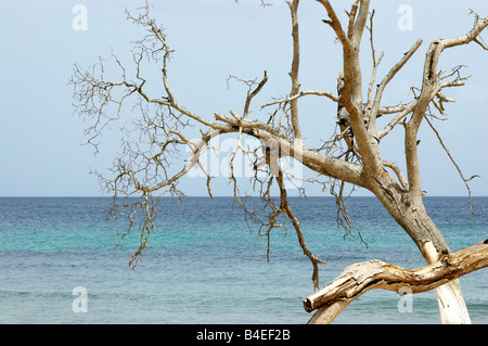 Le bois mort près de la mer sur l'île antillaise de la Barbade Banque D'Images