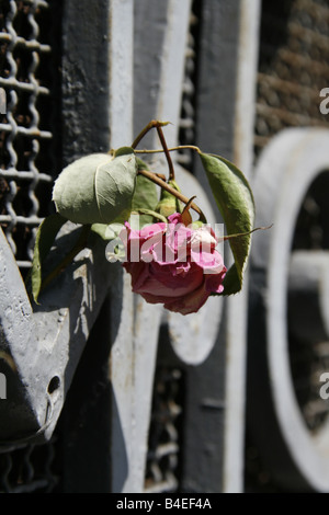 Une rose rouge à gauche sur la porte en métal city town Banque D'Images