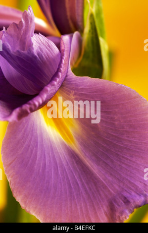 Holandica ou Dutch iris Iris aussi connu comme Blaaun Professeur Iris Banque D'Images