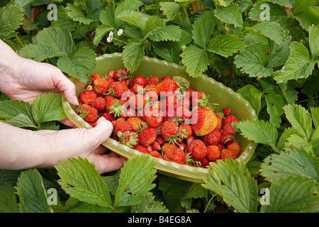 Femme est titulaire d'un bol avec des fraises biologiques. La Russie. Banque D'Images