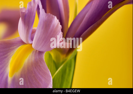 Holandica ou Dutch iris Iris aussi connu comme Blaaun Professeur Iris Banque D'Images