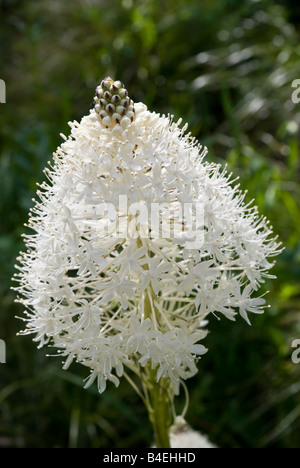 Gros plan du white bloom de Bear grass at Glacier National Park Banque D'Images