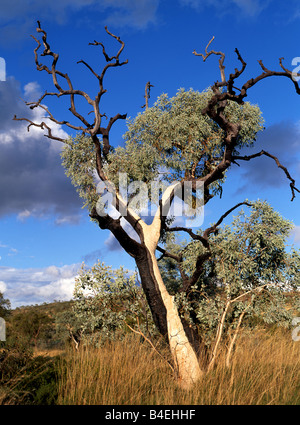 Gommier Eucalyptus en Australie avec blue cloudy sky Banque D'Images