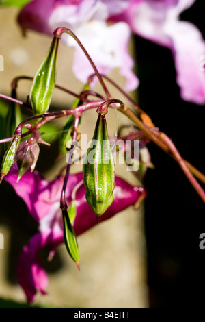 Balsamine de l'himalaya Impatiens glandulifera Seed Head Banque D'Images