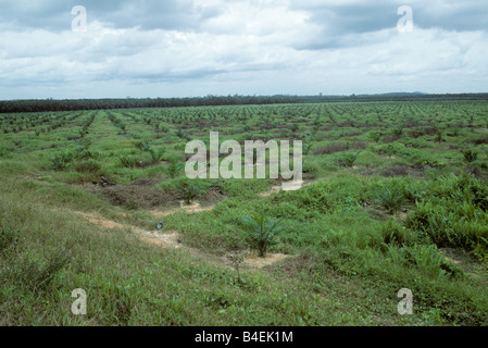 Jeune plantation de palmier à huile dans la zone travaillée à la plantation La Malaisie Banque D'Images