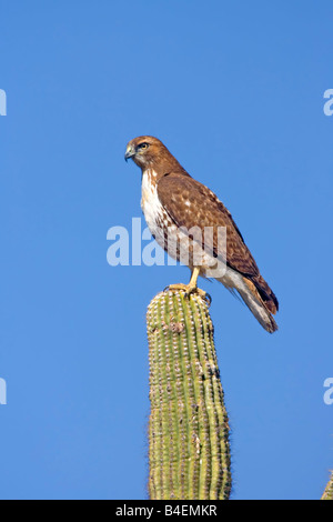 La buse à queue rousse Buteo jamaicensis Banque D'Images