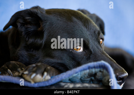 Masset un joli chien, Canis familiaris, à Brantford, Ontario, Canada. Banque D'Images