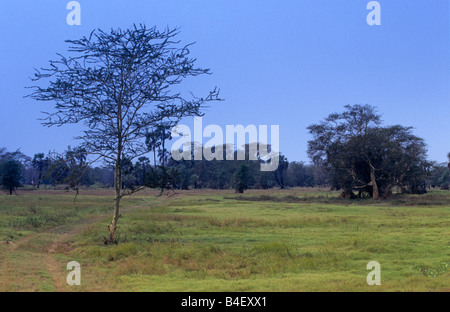 Des arbres contre le ciel bleu, le Parc National de Gorongosa, au Mozambique Banque D'Images