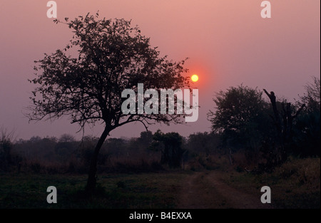 Les arbres dans le Parc National de Gorongosa au coucher du soleil, au Mozambique Banque D'Images