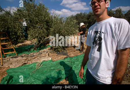 Des bénévoles à l'ISM olive grove, Palestine Banque D'Images