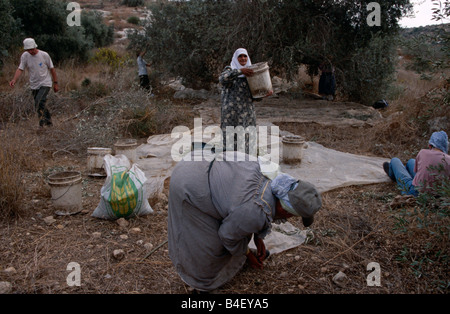 Les olives palestiniennes à grove, Palestine Banque D'Images