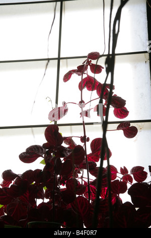 Les plantes tropicales exotiques avec feuilles bourgogne escalader une fenêtre dans la recherche de la lumière. Soleil Blanc illumine les feuilles. Banque D'Images