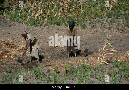 Les travailleurs d'un projet de réaménagement de l'agriculture en Angola, pays ravagé par la guerre. Banque D'Images