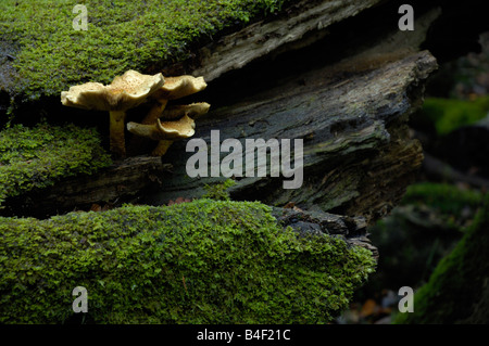 Champignon et de la Mousse poussant sur le tronc d'arbre tombé Banque D'Images