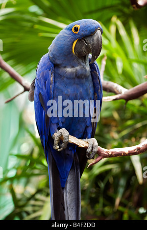 Anodorhynchus hyacinthinus Hyacinth Macaw () Banque D'Images