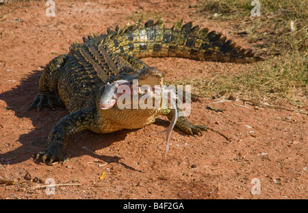 L'eau salée de l'estuaire australien crocodile Crocodylus porosus Banque D'Images