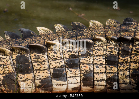 Les échelles de la Dorsale de l'estuaire de l'Australie l'eau salée crocodile (Crocodylus porosus Banque D'Images
