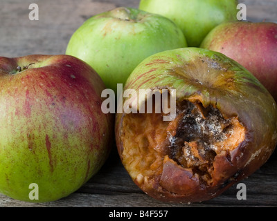 Pourriture des fruits en décomposition apple Banque D'Images