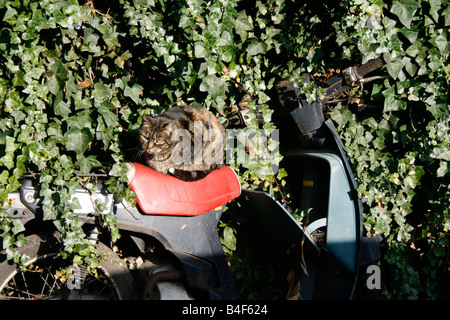 Chat assis sur de vieux cyclomoteur abandonné couvert de lierre vert Banque D'Images