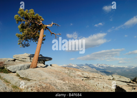 Lone Pine Tree sur le dessus de Sentinel Dome à Yosemite National Park, Californie Banque D'Images