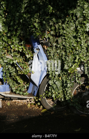 Chat assis sur de vieux cyclomoteur abandonné couvert de lierre vert Banque D'Images