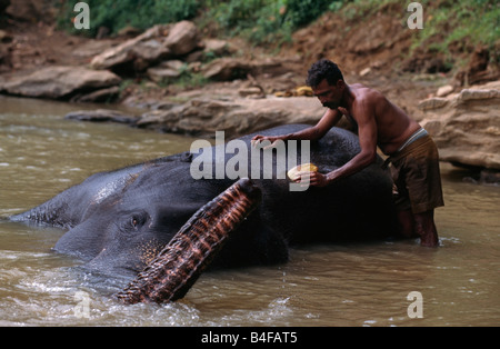 Elephant d'être lavée à l'orphelinat Pinnewala, près de Kandy au Sri Lanka. Banque D'Images