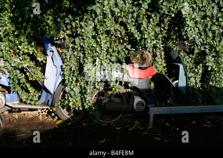 Chat assis sur de vieux cyclomoteur abandonné couvert de lierre vert Banque D'Images