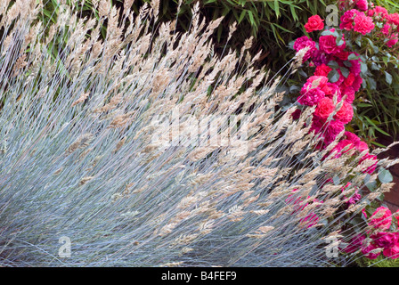 Festuca glauca 'Elijah Blue' Banque D'Images