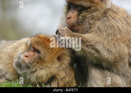 Deux Macaques de Barbarie, l'un est l'autre toilettage Banque D'Images