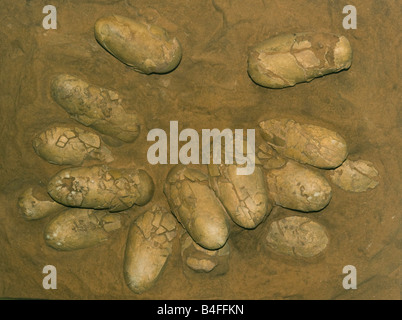 Oeufs de dinosaures fossiles, en nid, Protoceratops, Crétacé, Mongolie, Cast Banque D'Images