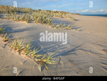 L'herbe des dunes du sud de la péninsule d'Eyre, en Australie Banque D'Images