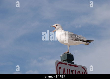 Une Mouette assis sur un post avec le ciel derrière elle. Son bec est grand ouvert. Banque D'Images